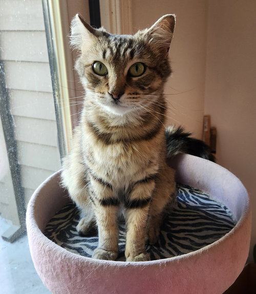 BLOSSOM - Tabby / Domestic Medium Hair available for adoption
