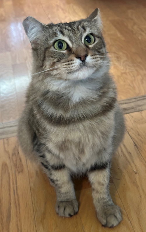 BLOSSOM - Tabby / Domestic Medium Hair available for adoption