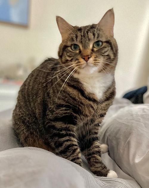 picture of the cat needing adoption