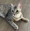 adoptable Cat in  named Valentina