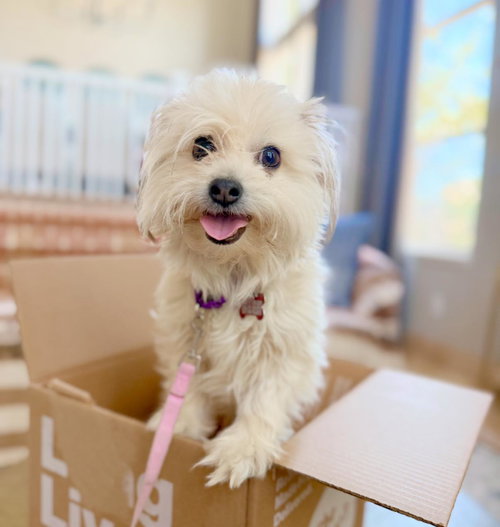KITTEN - Maltese / Shih Tzu available for adoption