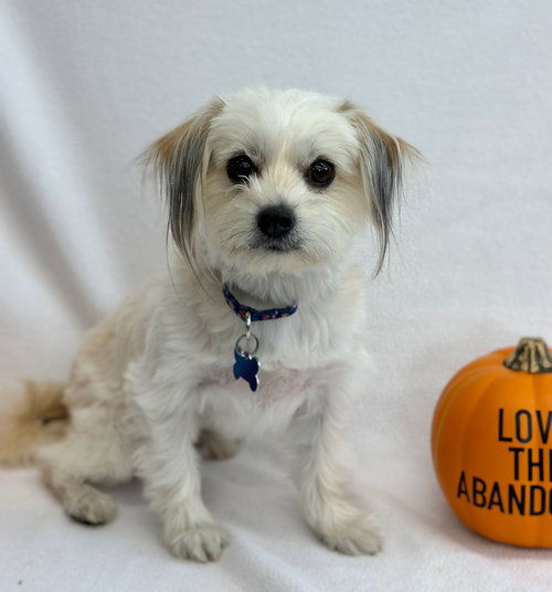 KITTEN - Maltese / Shih Tzu available for adoption