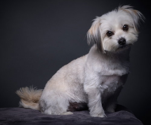 KITTEN - Maltese / Shih Tzu available for adoption