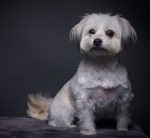 KITTEN - Maltese / Shih Tzu available for adoption