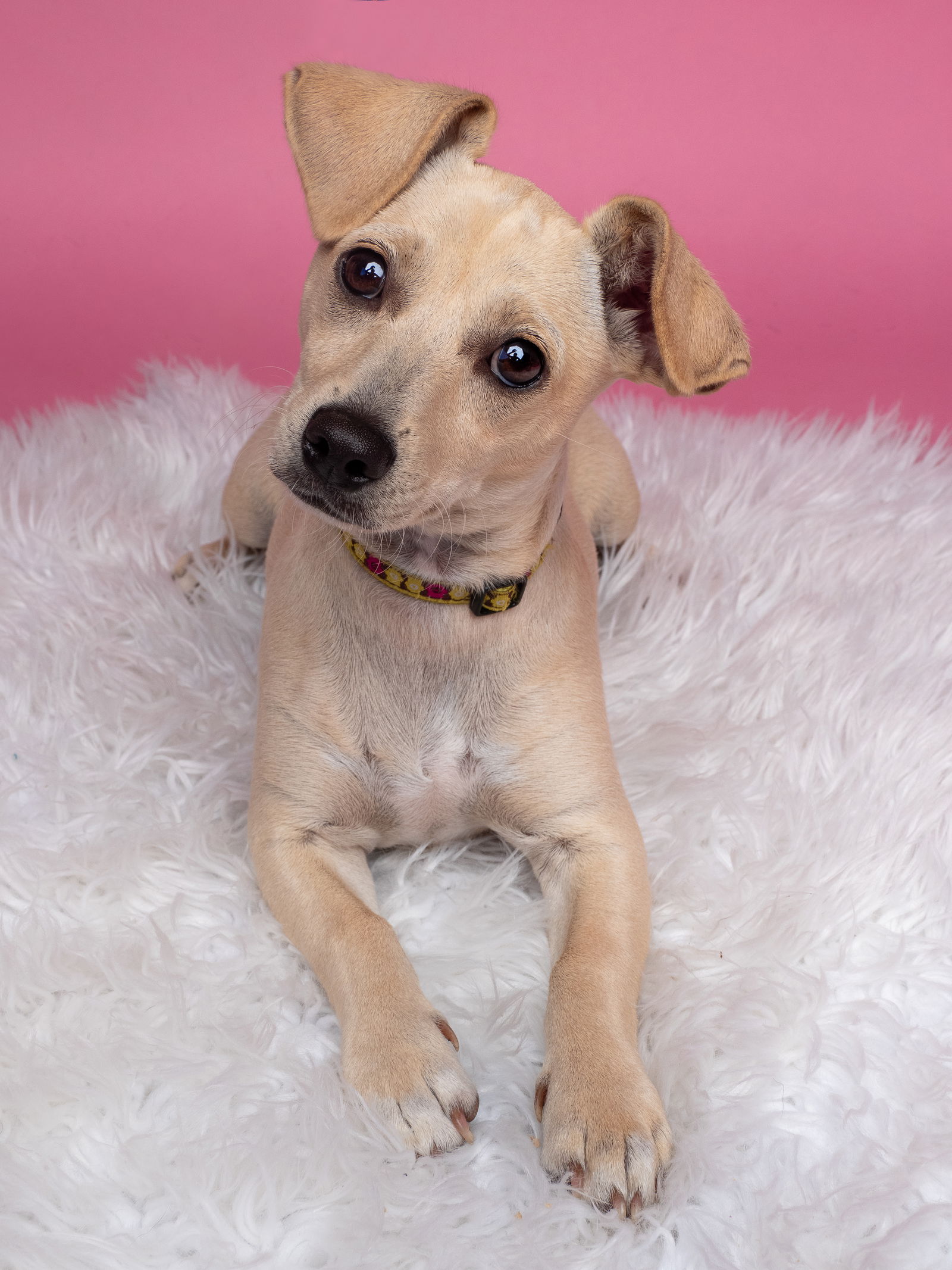 adoptable Dog in Sun City, CA named Bubble