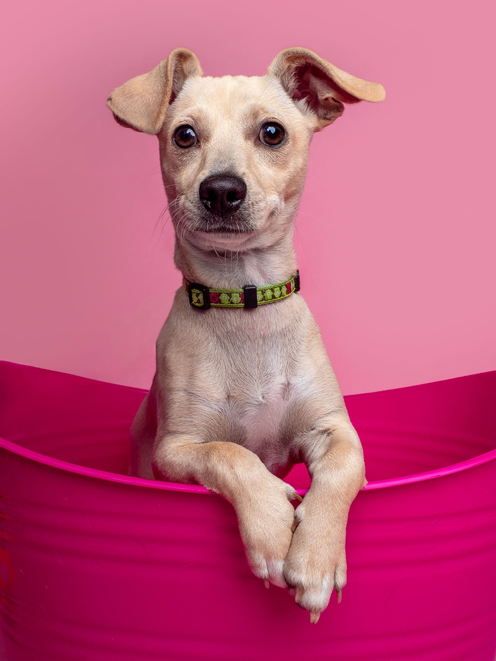 adoptable Dog in Sun City, CA named Bubble