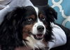 adoptable Dog in  named Finn