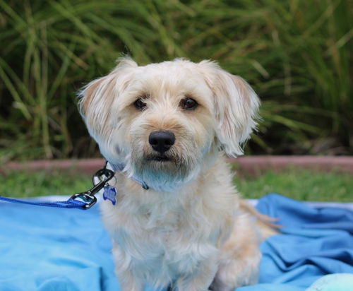 picture of the dog needing adoption