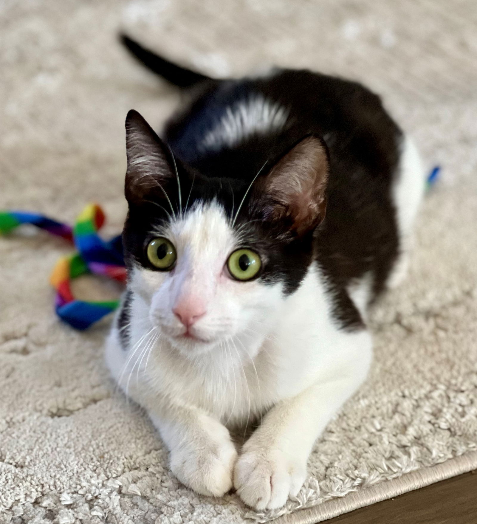 adoptable Cat in Sun City, CA named Bowie