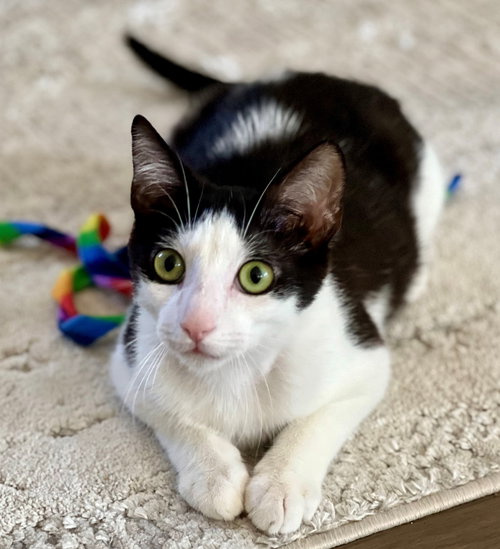 BOWIE - Domestic Short Hair available for adoption