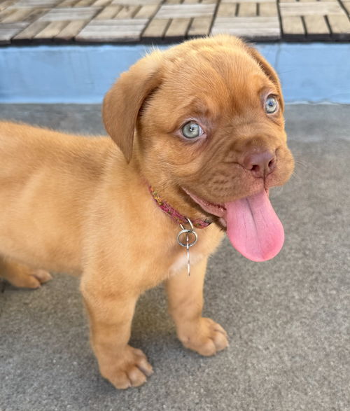 picture of the dog needing adoption