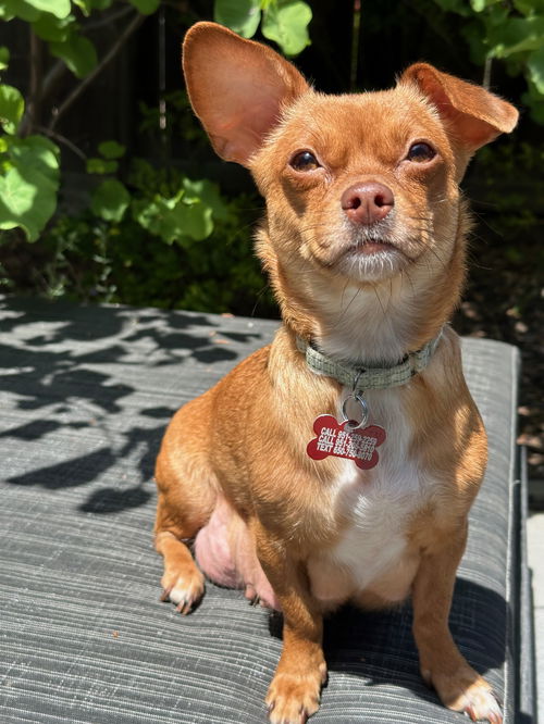 picture of the dog needing adoption