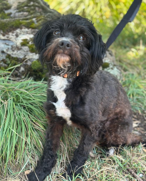picture of the dog needing adoption