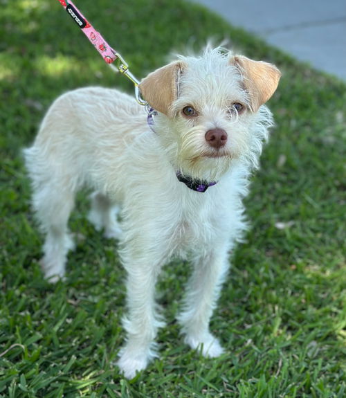 picture of the dog needing adoption