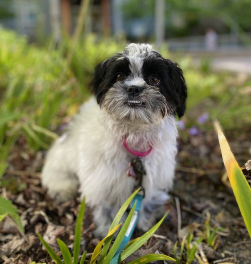 picture of the dog needing adoption
