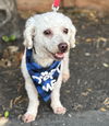 adoptable Dog in  named Firecracker