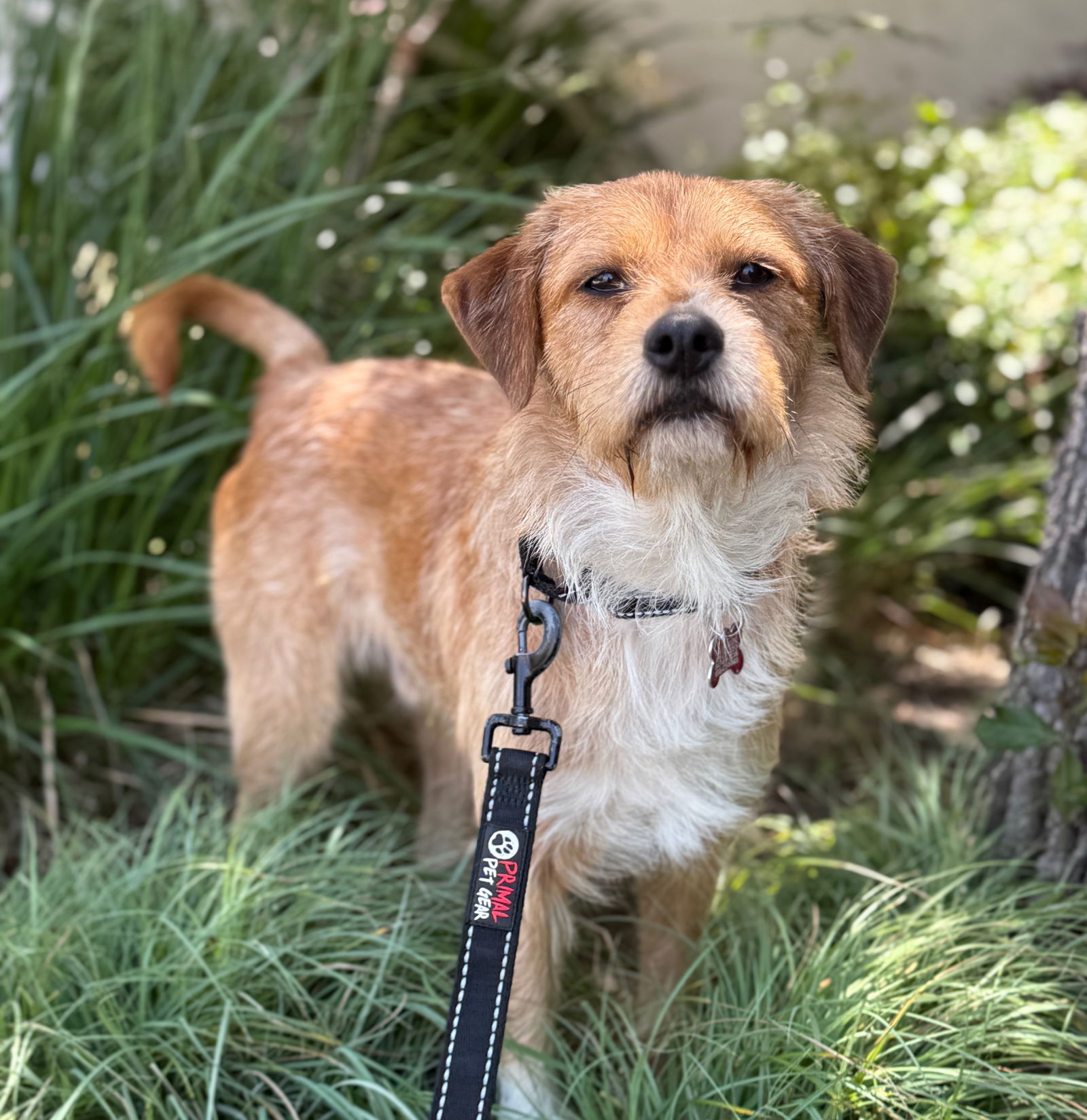adoptable Dog in Sun City, CA named Valor