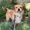 adoptable Dog in  named Valor