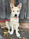 adoptable Dog in  named Ramekin