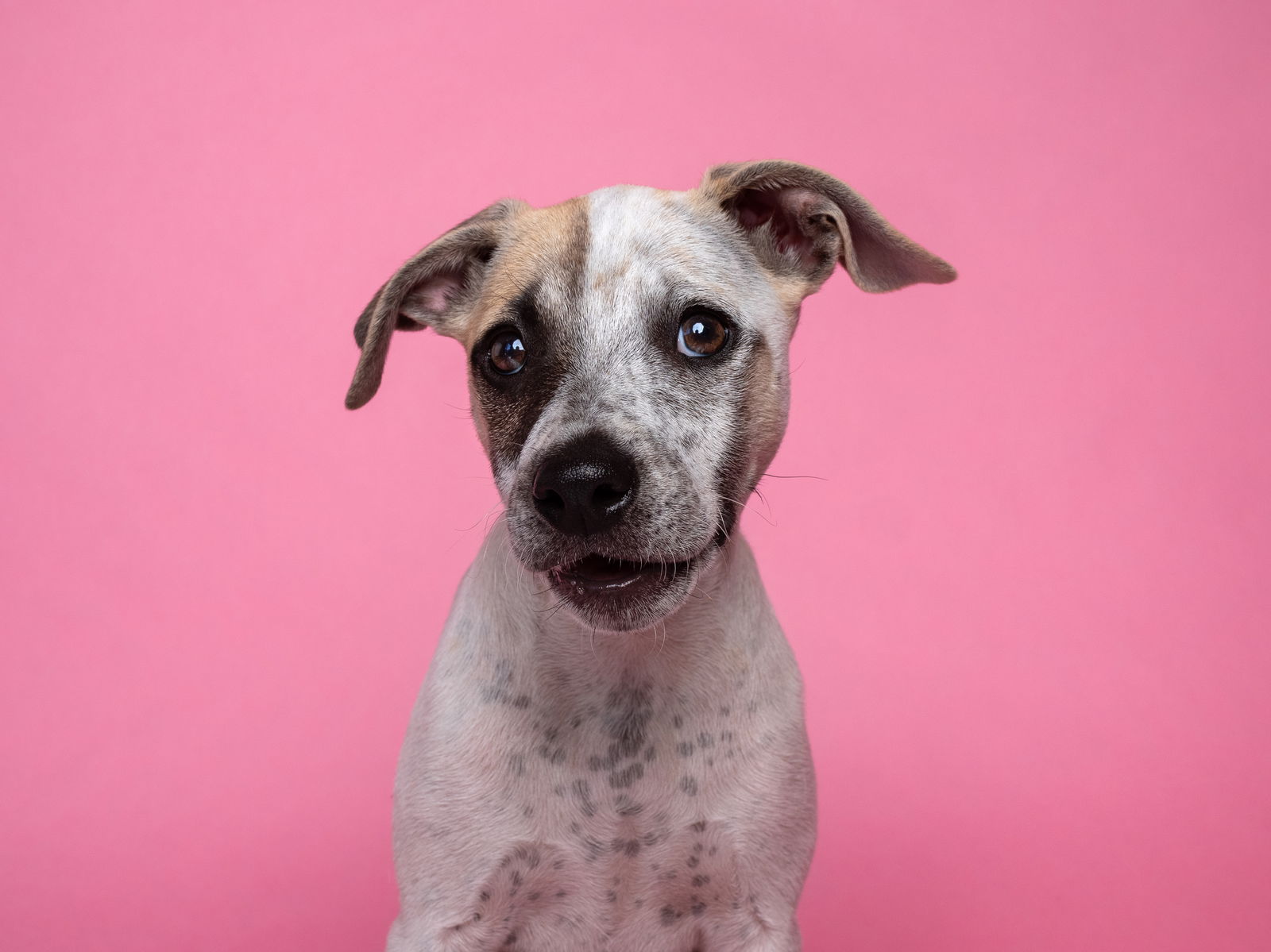 adoptable Dog in Sun City, CA named Bikini