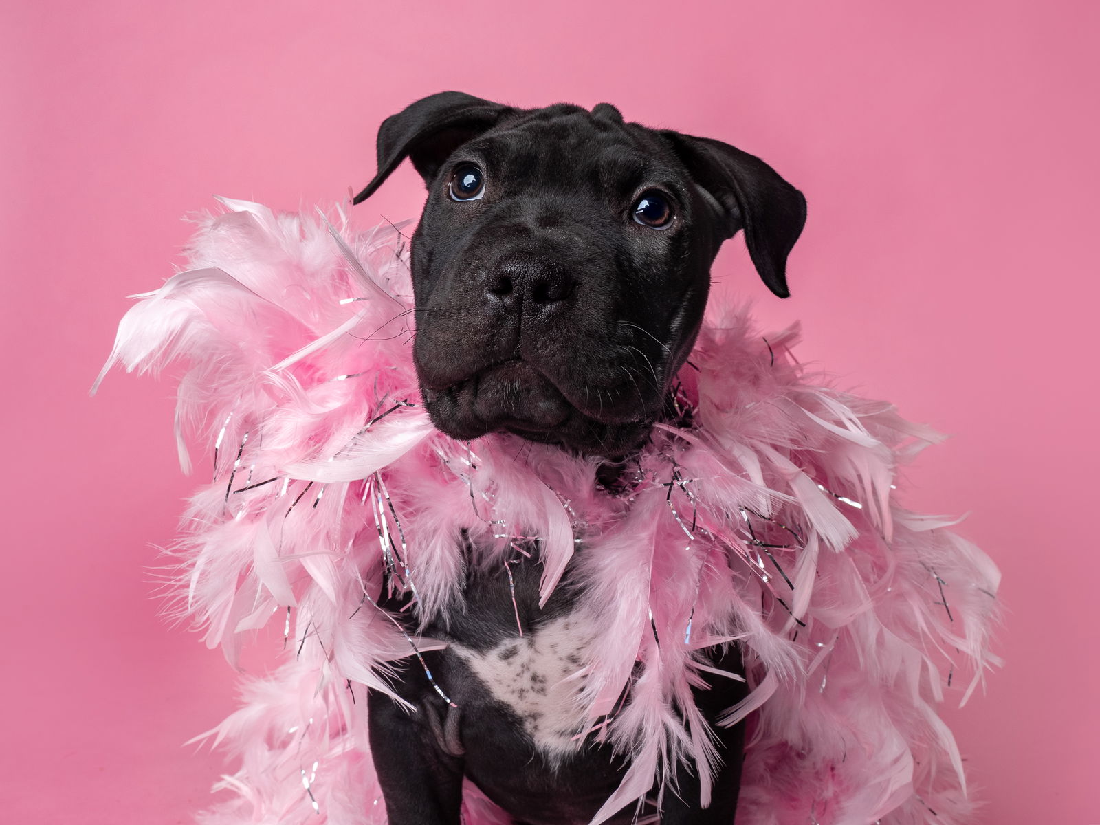 adoptable Dog in Sun City, CA named Little Miss Wrinkles