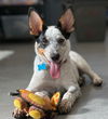 adoptable Dog in  named Kit