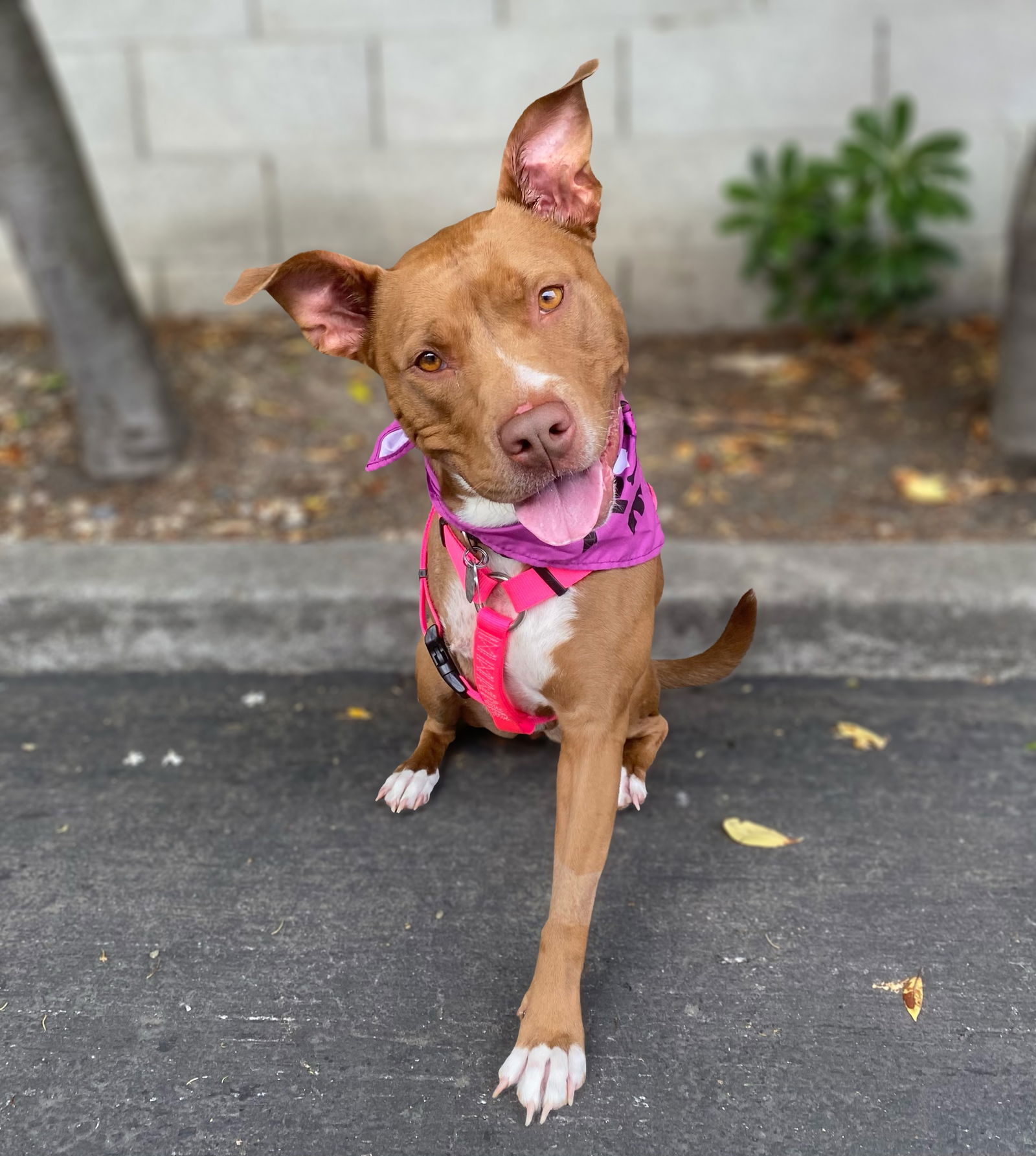 adoptable Dog in Sun City, CA named Chocolata