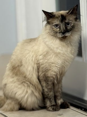 adoptable Cat in Sun City, CA named Aqua