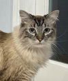 adoptable Cat in  named Serene