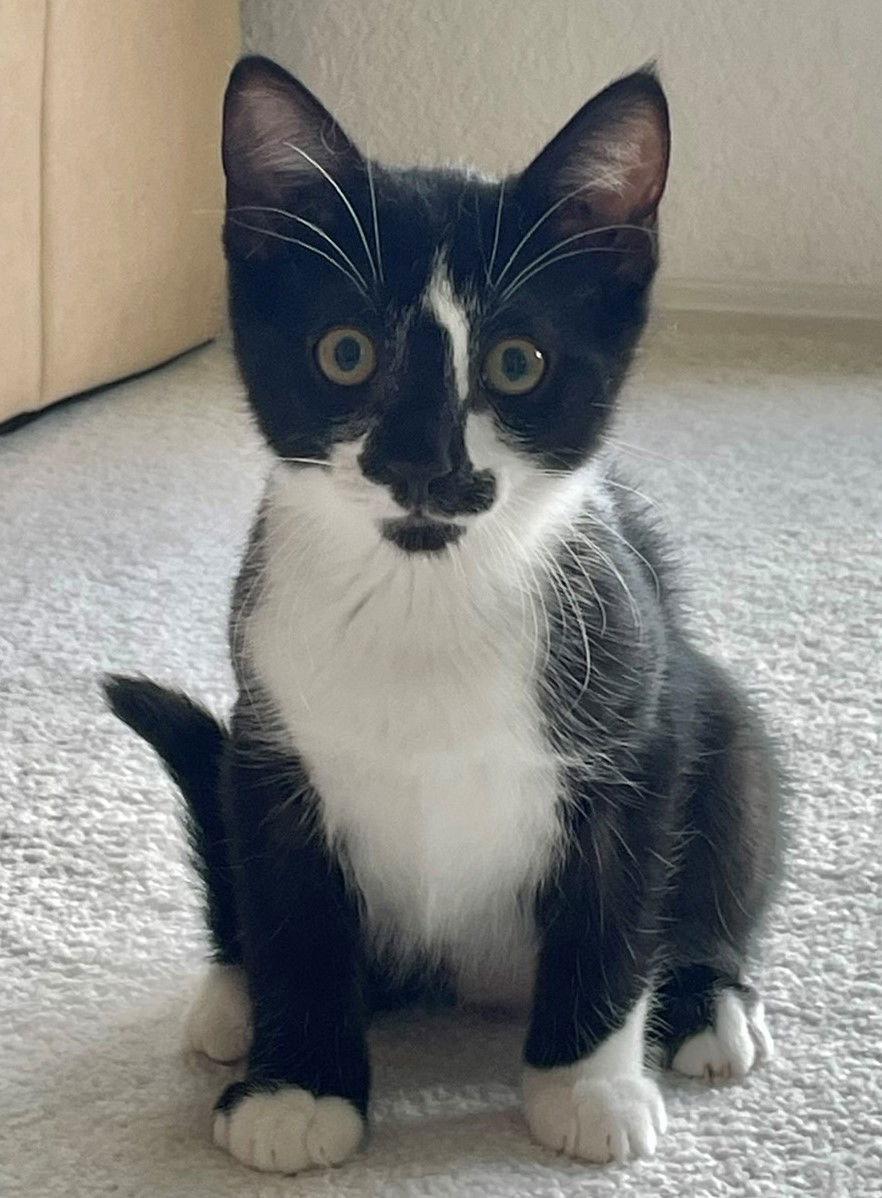 adoptable Cat in Sun City, CA named Pasta: Penne