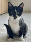 adoptable Cat in  named Pasta: Penne