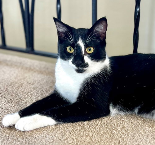 PASTA: PENNE - Tuxedo available for adoption