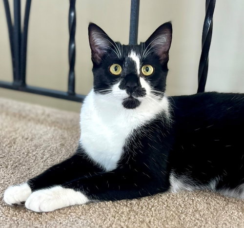 PASTA: PENNE - Tuxedo available for adoption