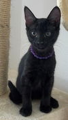 adoptable Cat in Sun City, CA named Pasta: Macaroni