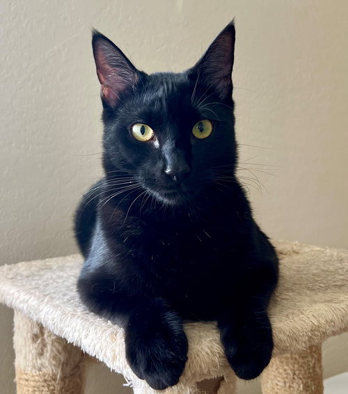 PASTA: MACARONI - Domestic Short Hair available for adoption