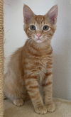 adoptable Cat in  named Pasta: Ziti
