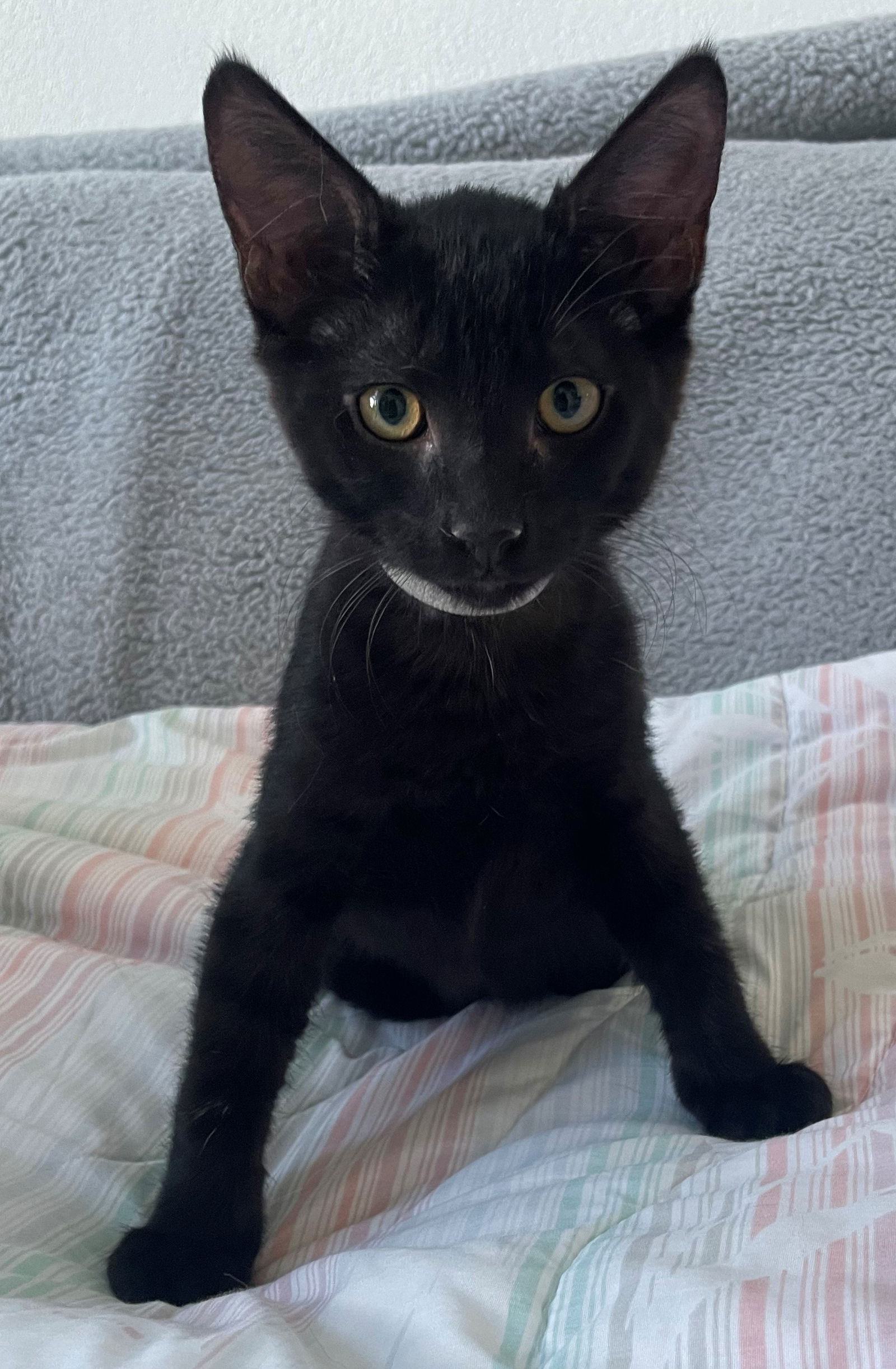 adoptable Cat in Sun City, CA named Pasta: Tortellini