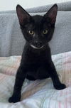 adoptable Cat in Sun City, CA named Pasta: Tortellini