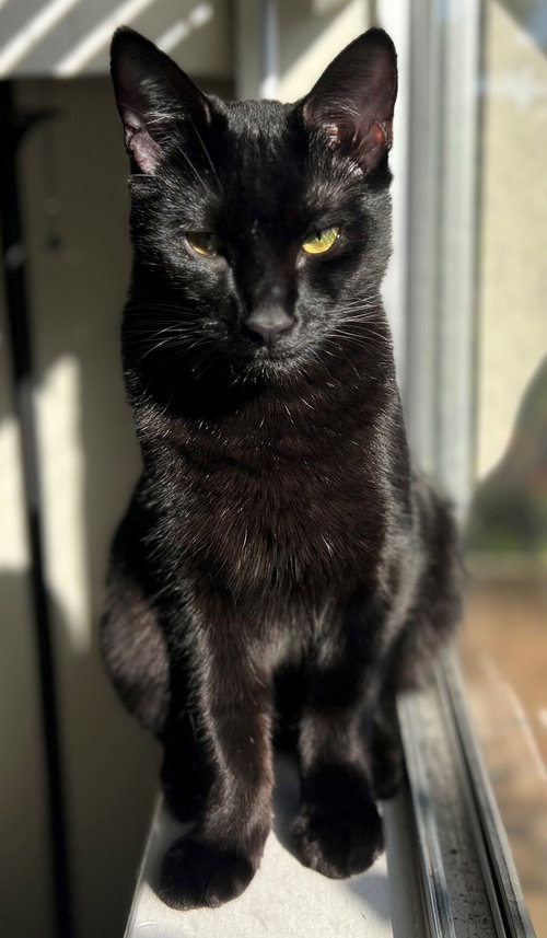 PASTA: TORTELLINI - Domestic Short Hair available for adoption