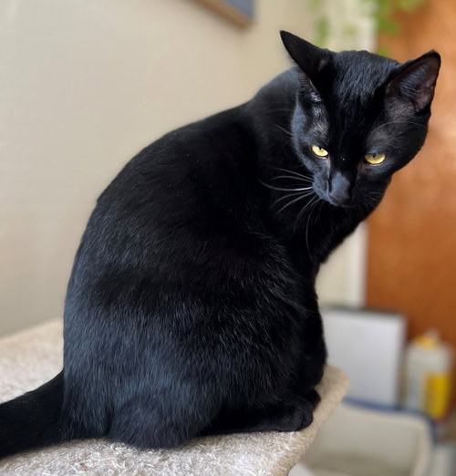 PASTA: TORTELLINI - Domestic Short Hair available for adoption