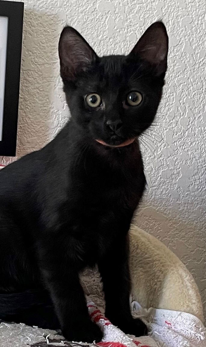 adoptable Cat in Sun City, CA named Pasta: Rigatoni