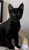 adoptable Cat in Sun City, CA named Pasta: Rigatoni
