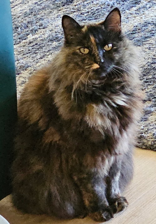 ROMI - Domestic Long Hair / Dilute Tortoiseshell available for adoption