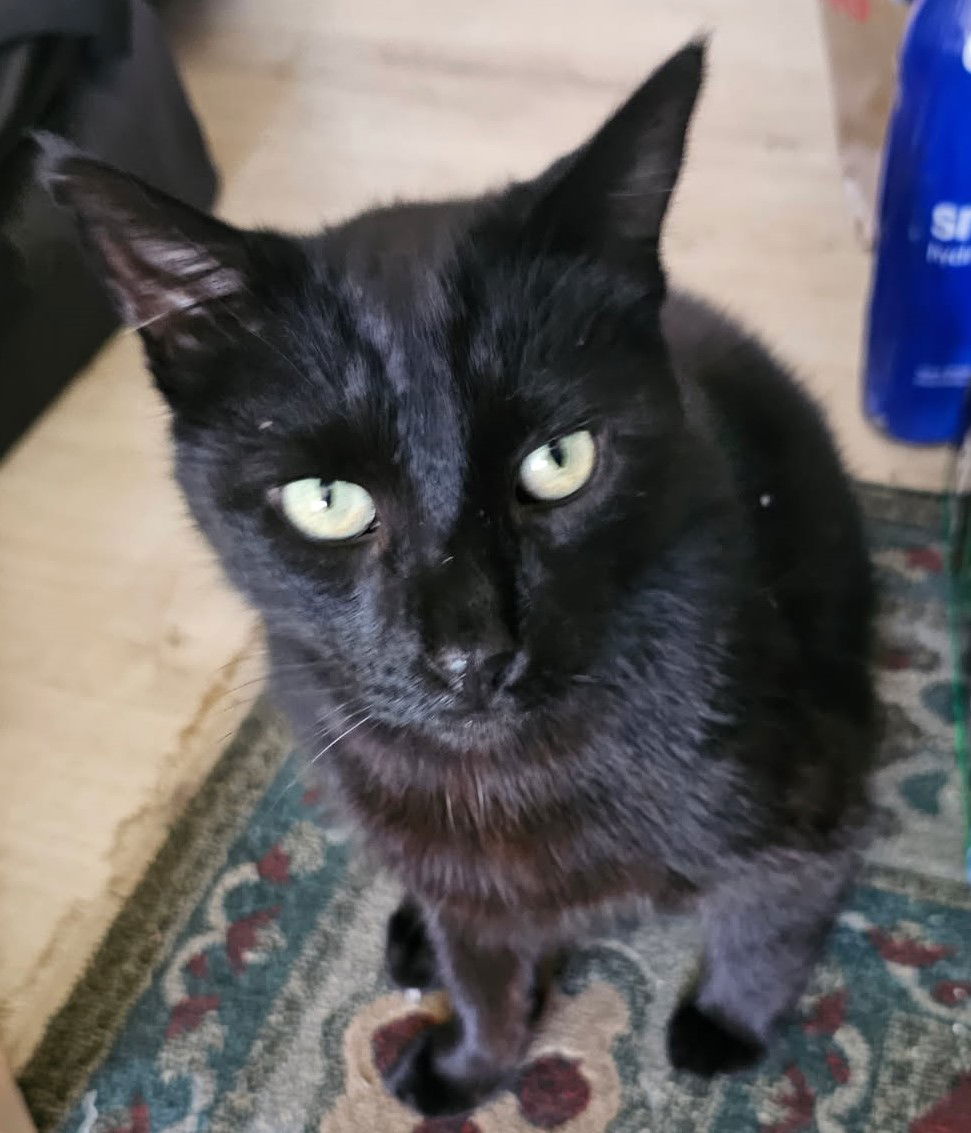 adoptable Cat in Sun City, CA named Darcy