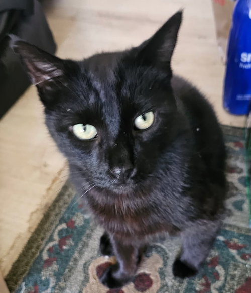 MR. DARCY - Bombay / Domestic Short Hair available for adoption