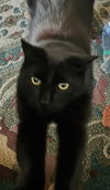 Mr. Darcy - Photo 2