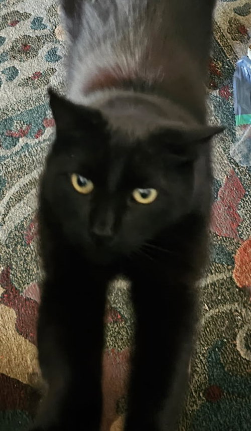 MR. DARCY - Bombay / Domestic Short Hair available for adoption