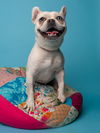 adoptable Dog in  named Plushie