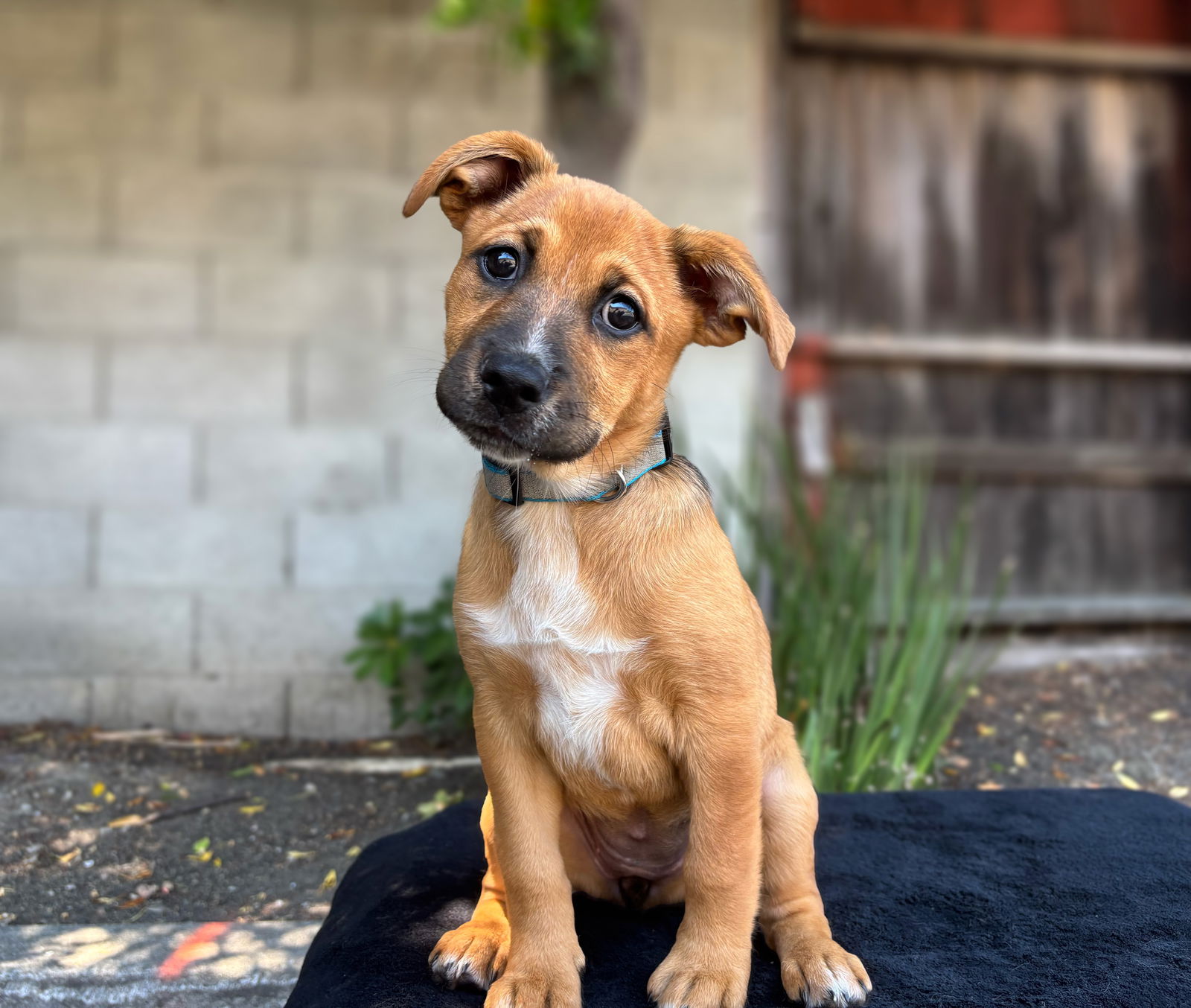 adoptable Dog in Sun City, CA named Milk Dud