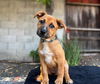 adoptable Dog in  named Milk Dud